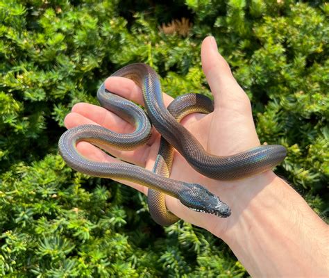 Juvenile Northern White Lipped Python Male Scales And Tails Of Ohio