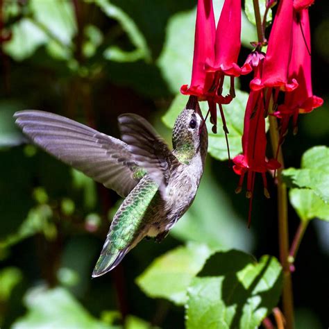 Our new arrivals section showcases the latest sages and companions in our online catalog whether new to commercial horticulture or only to our gardens. 8 Flowers That Attract Hummingbirds | Taste of Home