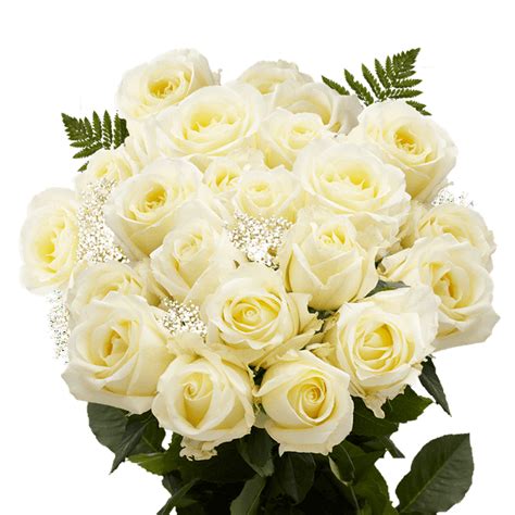 Two Dozen Ivory Roses With Babys Breath And Green Fresh Flower