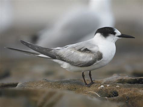 Common Tern Ebird