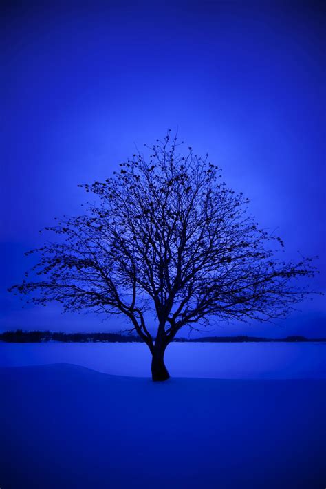 Cool Blue Tree Background Best 42 Duke With Blue Background Wallpaper