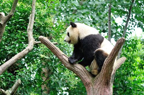 Panda W Trees Lifelong Enerjoy