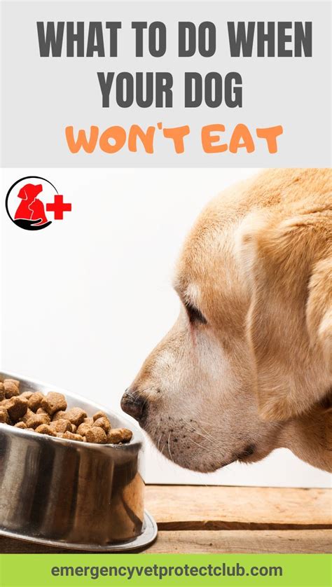 What To Do When Your Dog Wont Eat Dog Nutrition Dog Food Recipes