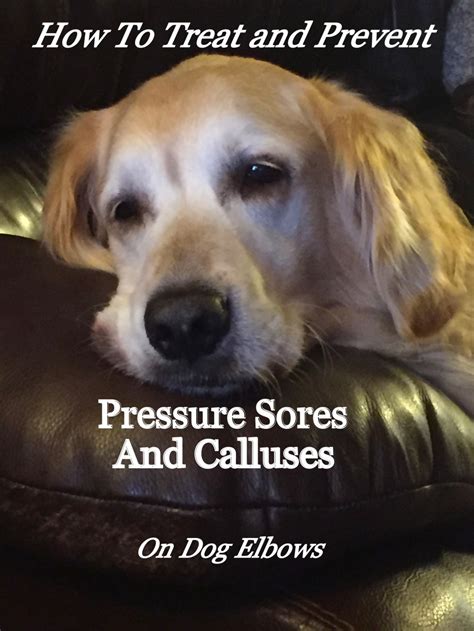 How To Treat And Prevent Pressure Sores And Calluses On Dog Elbows