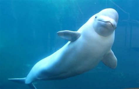 Image Result For White Whale Beluga Whale Whale Beluga