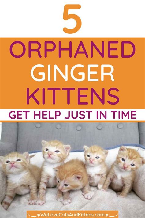 5 Orphaned Ginger Kittens Get Help Just In Time Kittens Ginger