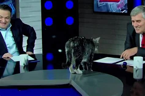 Cat Interrupts Live Political Tv Show In Georgia
