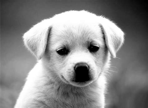 Download Funny Puppy Dog Black And White Pictures By Tgonzalez41