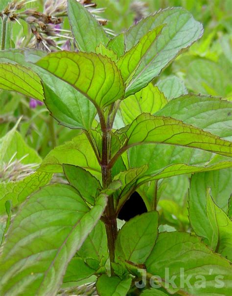 Mentha Lavender Mint Lavender Mint Plants Available To Buy Jekkas