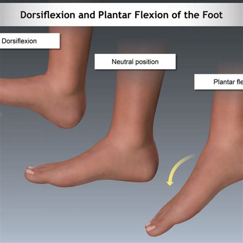 Онлайн конвертер (foot) фут см. Dorsiflexon and Plantar Flexion of the Foot - TrialExhibits Inc.