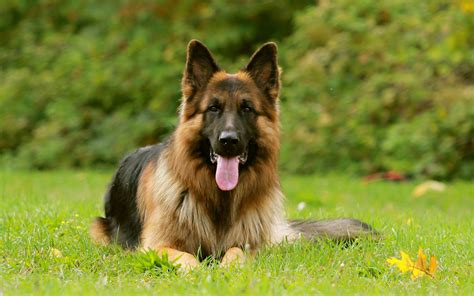 6 Facts About German Shepherd Dog Dogexpress