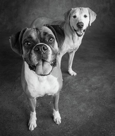 Portrait Of A Boxer Dog And Golden Photograph By Animal Images Fine