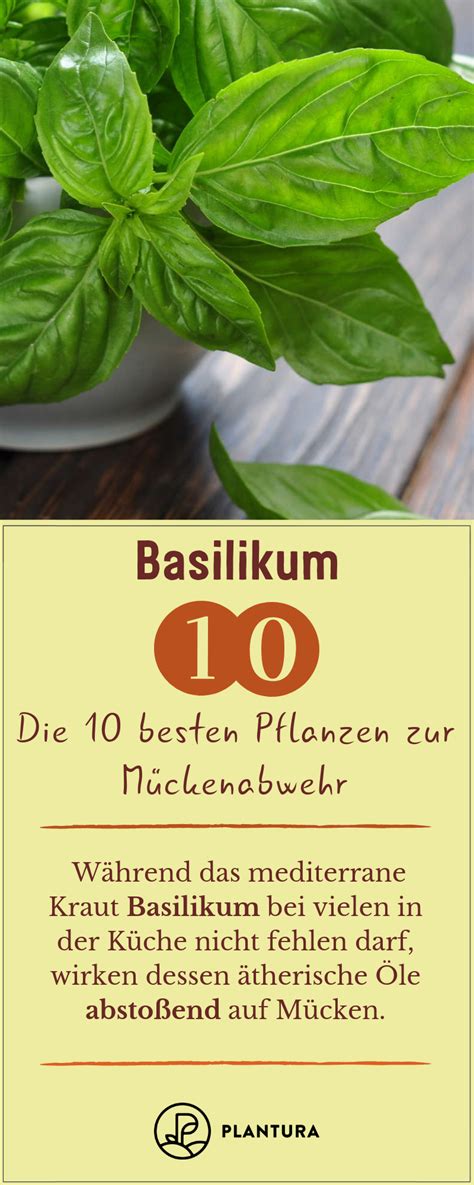 Oft hilft schon eine anti mücken kerze. Was Hilft Gegen Muecken In Der Kueche - welche ...