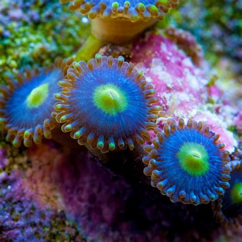 Blue Meanie Zoanthids Coral Reef Aquarium Tropical Freshwater Fish