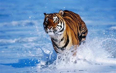 🔥 43 Tiger In Water Wallpaper Wallpapersafari
