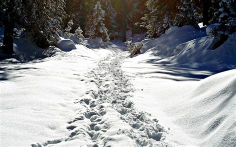 Landscapes Forest Winter Snow Tracks Path Trail Prints Sunlight