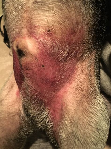 My Dog Has A Deep Red Rash On His Underside A Little Under His Front
