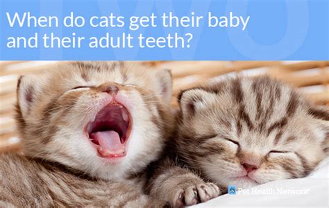 So don't despair, mother nature will soon work her magic and. When Do Kittens Lose Their Teeth - PetsWall
