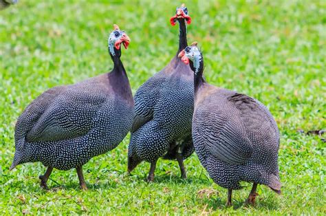 How Many Guinea Fowl Should You Get Well Whats Their Purpose