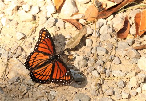Monarch Butterfly On Rocks Free Stock Photo Public Domain Pictures