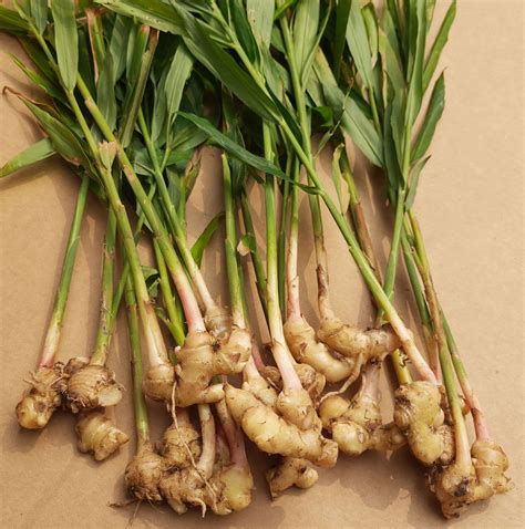 Ginger Description Plant Spice Rhizome Uses Flavor And Facts Britannica