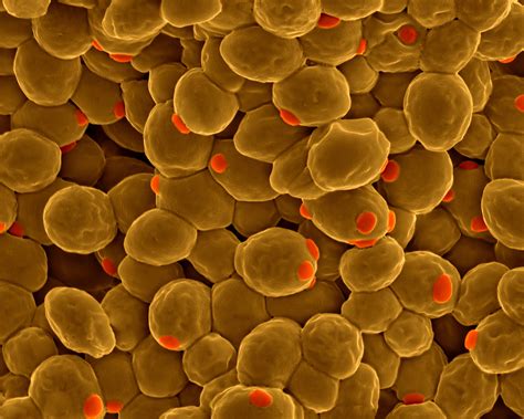 Scientists Building The World39s First Synthetic Yeast