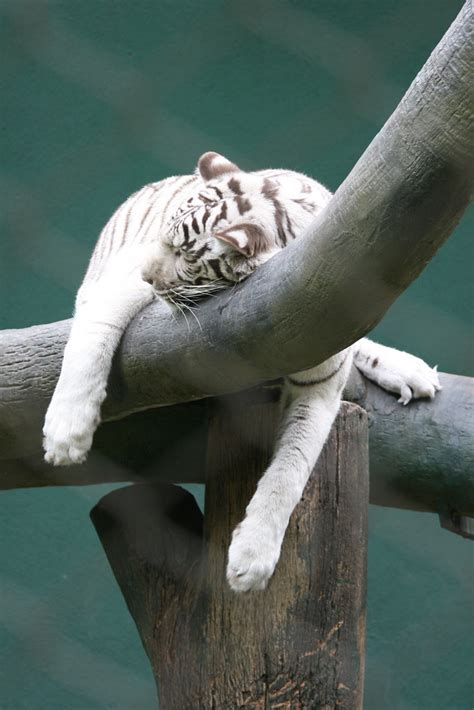White Tiger Sleeping In Tree 2 Liz Lawley Flickr