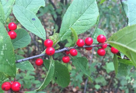 Is This Winterberry General Discussion Forum General Discussion