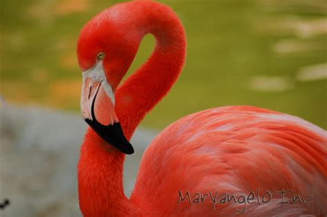 Flamingo Dance By Maryangelo On Deviantart
