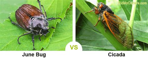 How To Get Rid Of June Bugs Before They Destroy Your Yard