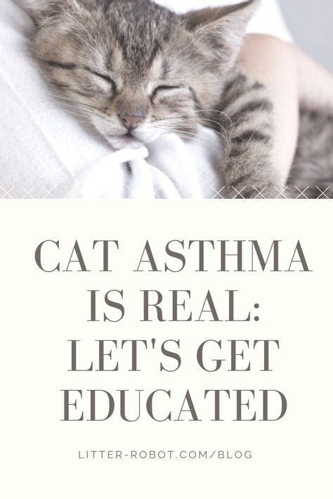 Cat Asthma Is Real Lets Get Educated Litter Robot Blog