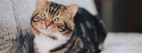 Cat Loafing What It Is And Why They Do It The Meowing Vet