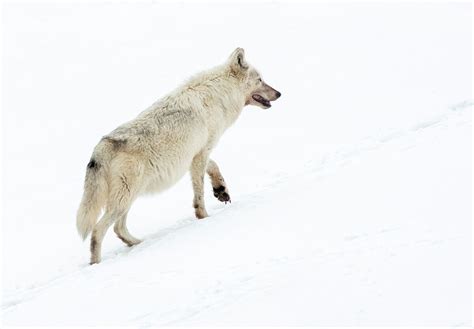 How Gray Wolves In Yellowstone Have Struggled But Survived The