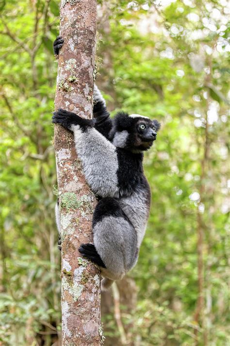 Lemur Indri Madagascar Wildlife Animal Photograph By Artush Foto