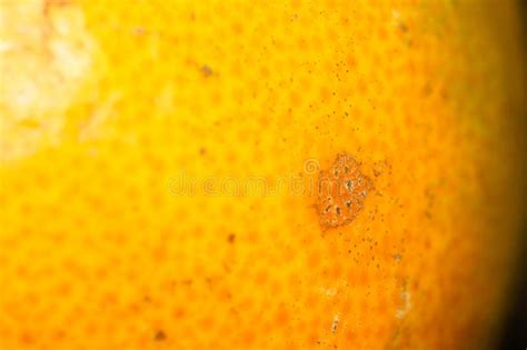 Some Disease On The Skin Of Orange In Kitchen Stock Image Image Of