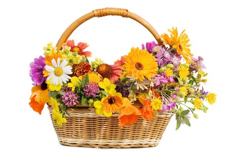 Beautiful Flowers In A Basket Stock Photo Image Of Plant Freshness