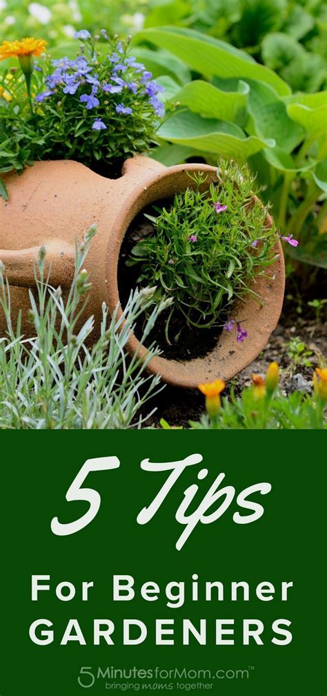 5 Tips For Beginner Gardeners Gardening Tips Gardening