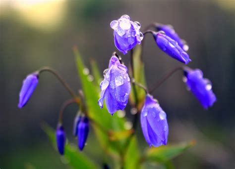 This flower has does not have the classic bell shape but its delicate petals come out in a lovely shade of pale blue. Birding the Riverina - Cocoparra, Fivebough, Pulletop and ...