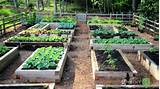 Images of Benefit Of Raised Bed Vegetable Garden