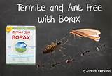 Images of Borax Termite Treatment