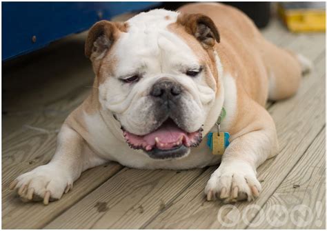 In the past 10 years as executive director of the national mill dog rescue, theresa strader has undoubtedly met a lot of puppy mill survivors — more than 12,000, to be exact. 31 Very Beautiful Bulldog Pictures And Images