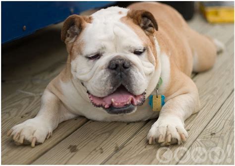 English bulldog puppies for sale in the united states: 31 Very Beautiful Bulldog Pictures And Images