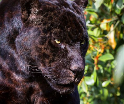 Meet The Americas Black Big Cat Six Facts About Black Jaguars Wwfca