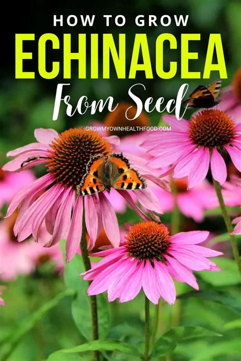 How To Grow Echinacea From Seed Backyard Immune Booster