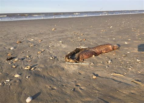 Mira News Harvey Leva Criatura Bizarra E Misteriosa Para Areia De Praia No Texas
