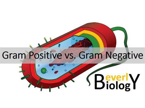High murein content in cell wall. Gram Positive vs. Gram Negative Bacteria - YouTube