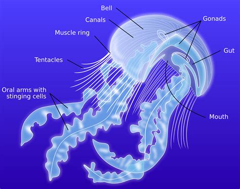 Fileanatomy Of A Jellyfish Ensvg Quallen Meeresbiologie Qualle