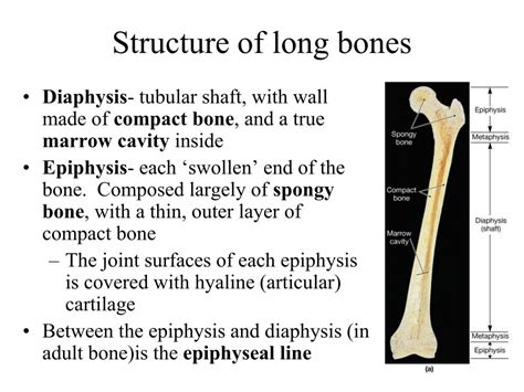 Ppt Chapter 6 Part I Bones And Skeletal Tissues