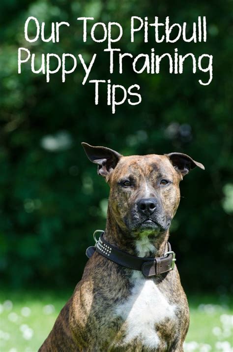 Poor muscle tonality is present as well. Our Top Pitbull Puppy Training Tips - DogVills