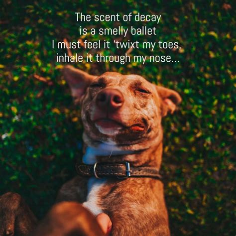 14 Poems From A Dogs Pov Dogpoems Dogquotes Quotes Dog Poems Dog